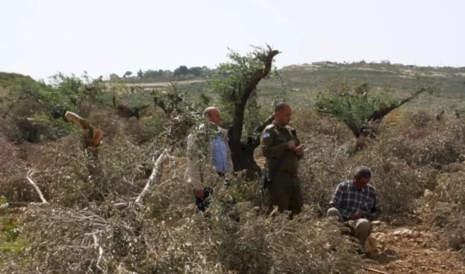 ONU: Ataques de colonos contra olivares en Cisjordania alcanzan su nivel más alto en 5 años ONU: Ataques de colonos contra olivares en Cisjordania alcanzan su nivel más alto en 5 años