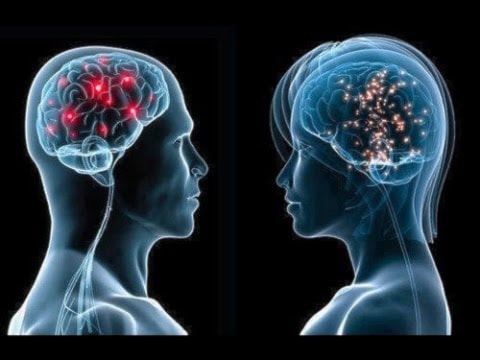 Cerebro masculino y femenino: cientos de genes los diferencian