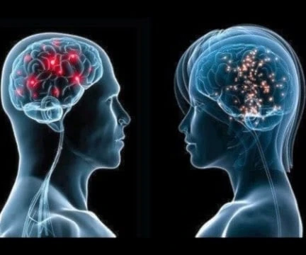 Cerebro masculino y femenino: cientos de genes los diferencian