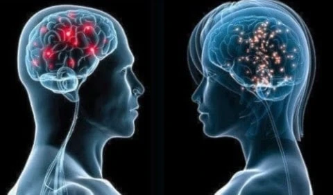 Cerebro masculino y femenino: cientos de genes los diferencian