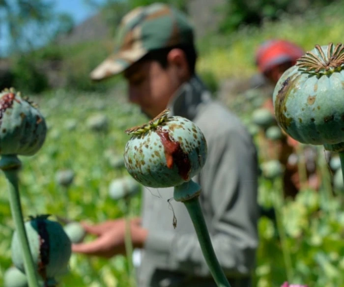 Revelan operación de la CIA contra producción de opio en Afganistán