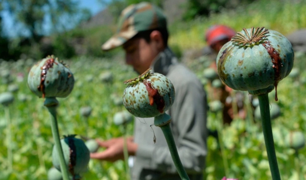 Revelan operación de la CIA contra producción de opio en Afganistán