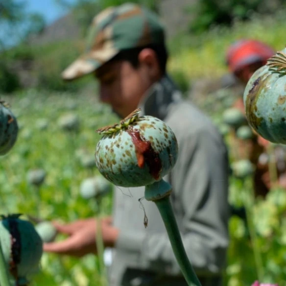 Revelan operación de la CIA contra producción de opio en Afganistán