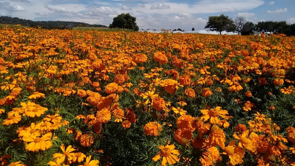 Cempasúchil revela secretos del Día de los Muertos en México