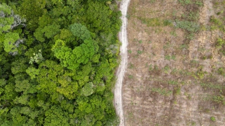 Un antiguo rancho de ganado reforestado en la región amazónica brasileña, cerca de Mae do Rio, en el estado brasileño de Pará, 11 de diciembre de 2024