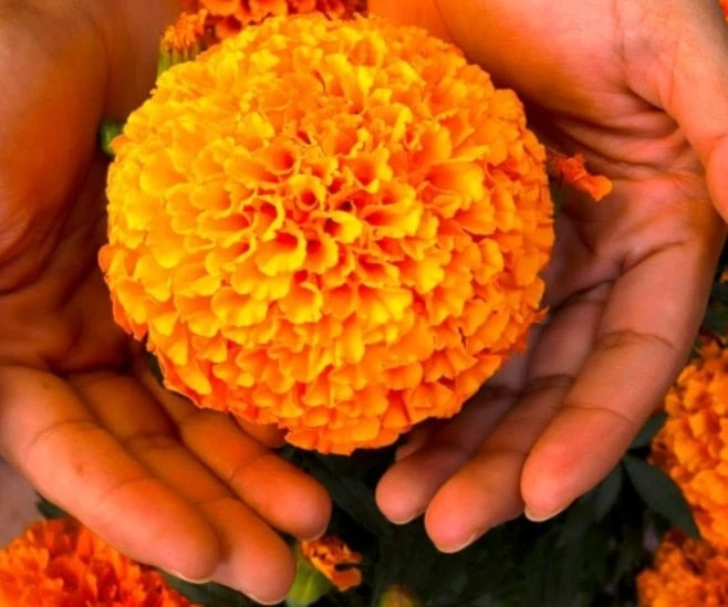 Cempasúchil revela secretos del Día de los Muertos en México