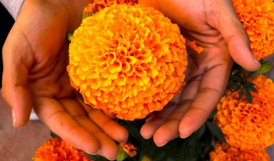 Cempasúchil revela secretos del Día de los Muertos en México