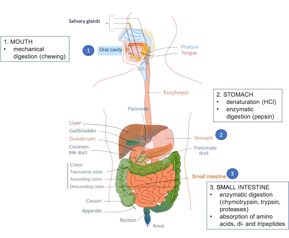 Proteínas esenciales: ¿cuánto necesitas y por qué importa?