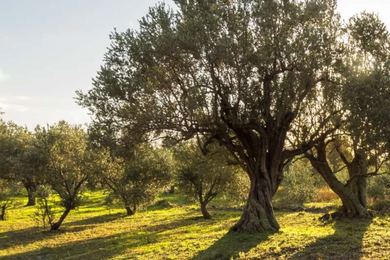 ¿Cómo el día del olivo une cultura y resistencia?