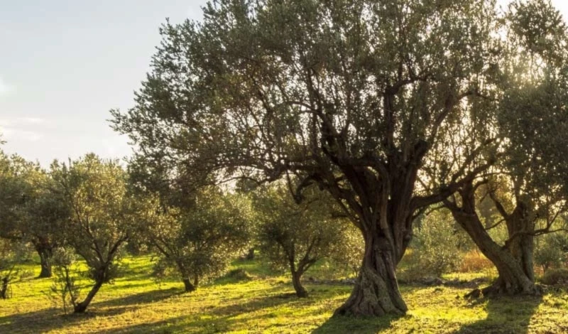 ¿Cómo el día del olivo une cultura y resistencia?