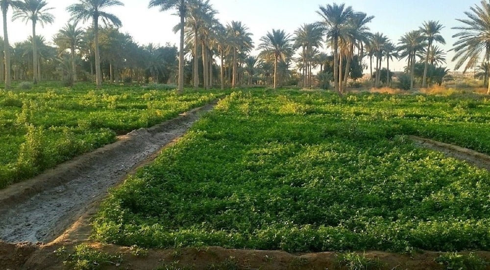 Irak aprueba plan agrícola de invierno con énfasis en riego subterráneo