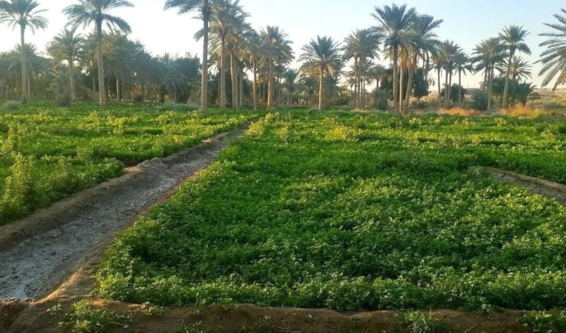 Irak aprueba plan agrícola de invierno con énfasis en riego subterráneo