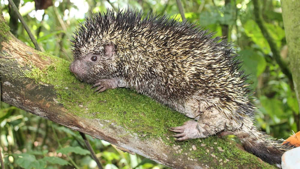 Colombia descubre nueva especie de puercoespín endémico 