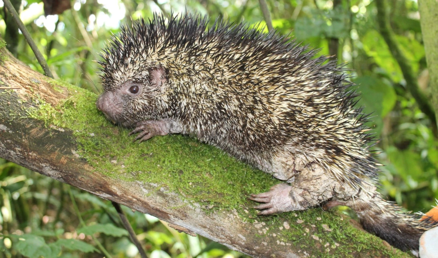 Colombia descubre nueva especie de puercoespín endémico