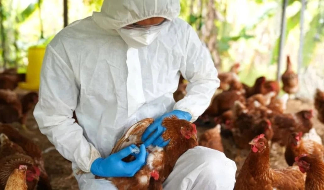 Estados Unidos omite información sobre gripe aviar a Naciones Unidas