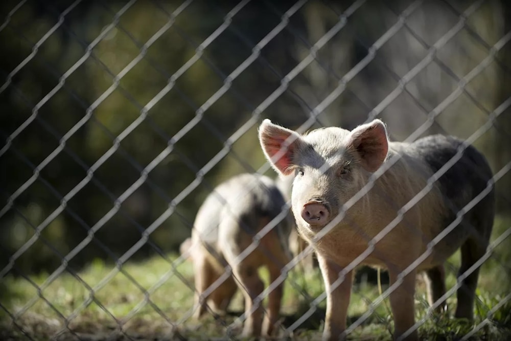 Estados Unidos autoriza transplantes con riñones de cerdo. Foto: Unsplash. 