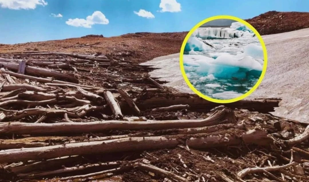 Bosque resurge tras seis mil años bajo el hielo en Estados Unidos