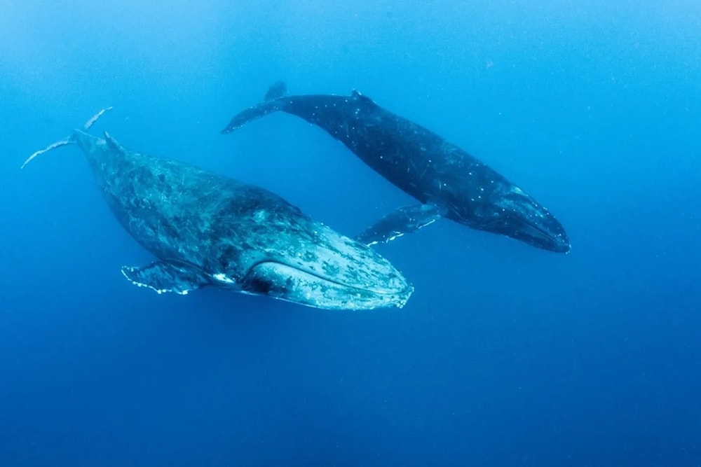 El secreto mejor guardado del océano: el lenguaje de las ballenas