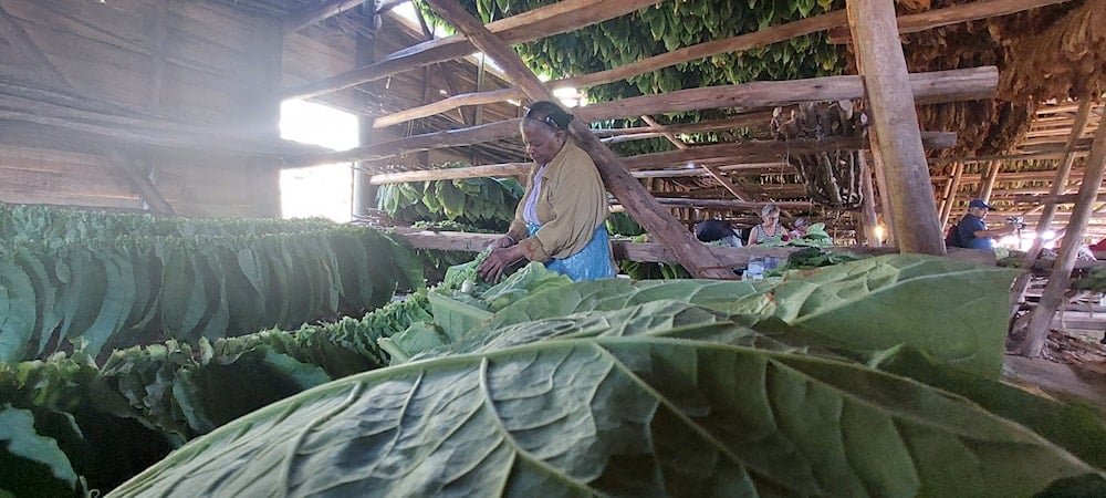 Veguera ensarta hojas de tabaco en los cujes de secado