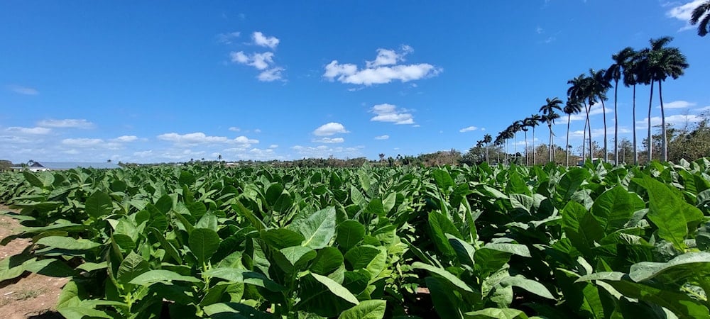 Plantación de Hoyo de Monterrey, ubicada a la entrada del municipio de San Juan y Martínez, Pinar del Río