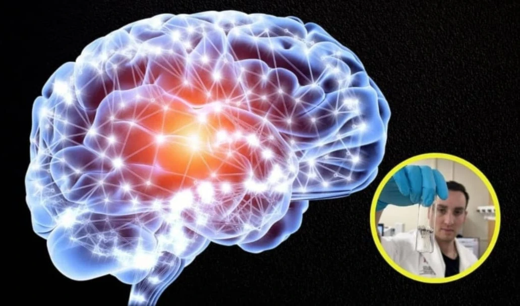 Científicos detectaron microplásticos en el cerebro humano Científicos detectaron microplásticos en el cerebro humano