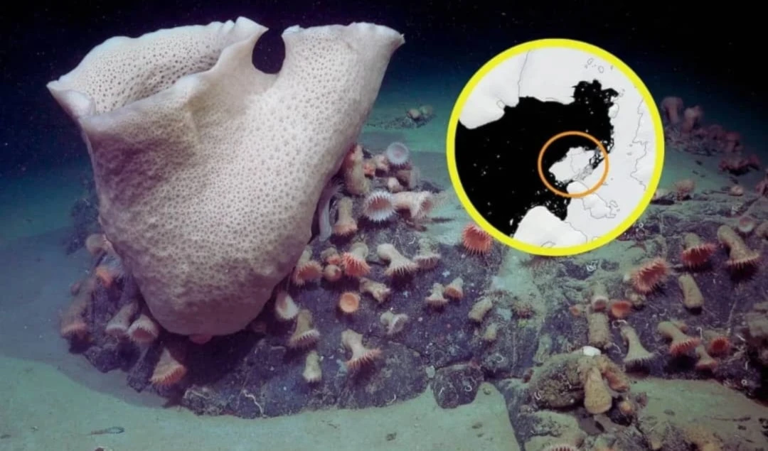 Un mundo oculto bajo el hielo en la Antártida