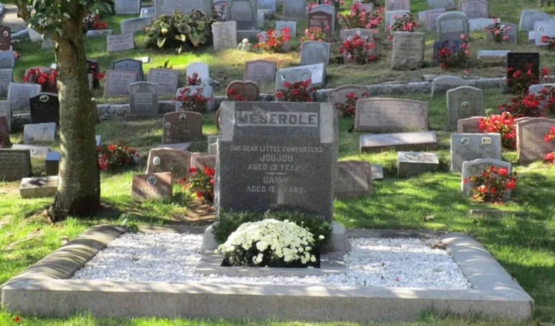 Estados Unidos tiene el mayor cementerio de animales del mundo Estados Unidos tiene el mayor cementerio de animales del mundo