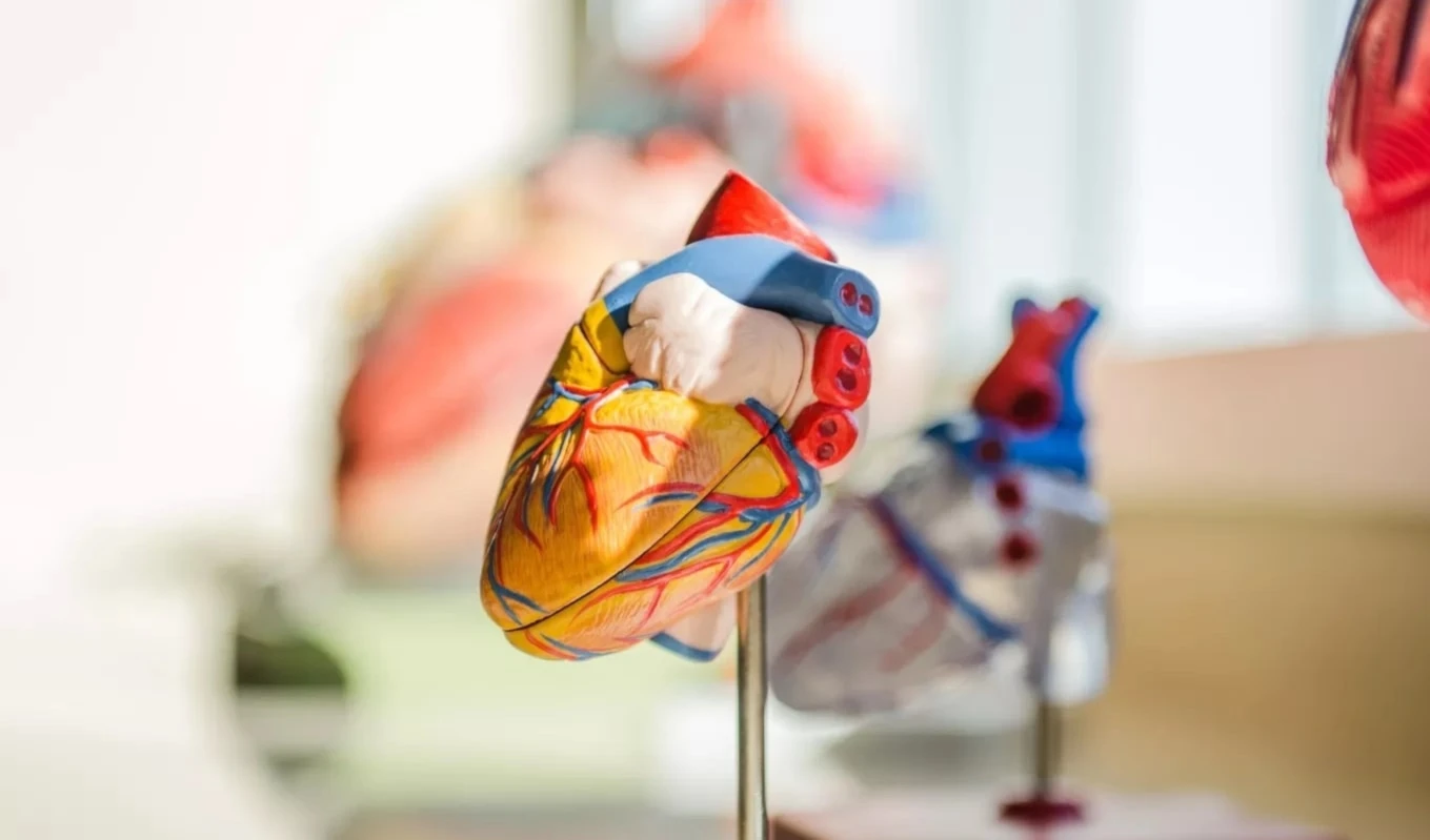 Logran el primer trasplante de corazón sin detener los latidos