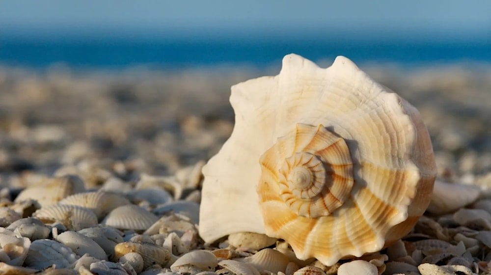 ¿Por qué las conchas marinas son vitales para ecosistemas de playa? Foto: Getty Images.
