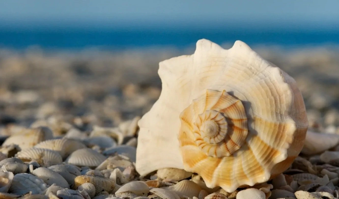 ¿Por qué las conchas marinas son vitales para ecosistemas de playa? Foto: Getty Images.