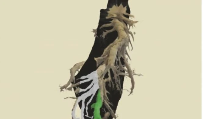 Documental sobre Palestina impacta en Festival de Cine de Gibara, Cuba