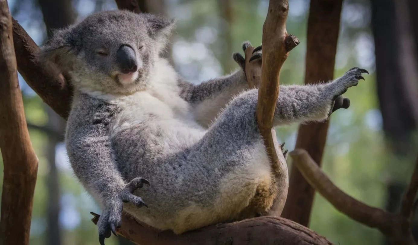 Sacrifican 750 koalas desde helicópteros en Australia. Foto: Unsplash.
