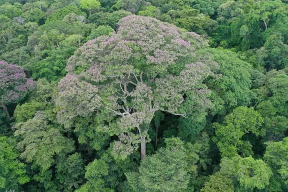 Un árbol tropical crece ante el impacto de los rayos