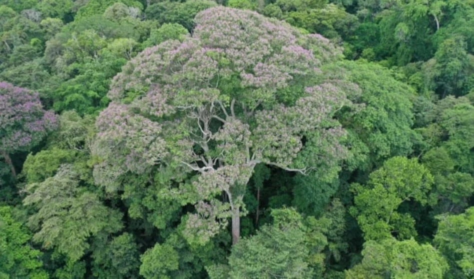 Un árbol tropical crece ante el impacto de los rayos Un árbol tropical crece ante el impacto de los rayos