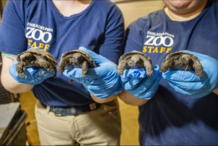 Nacen ejemplares de tortuga en peligro de extinción por primera vez 