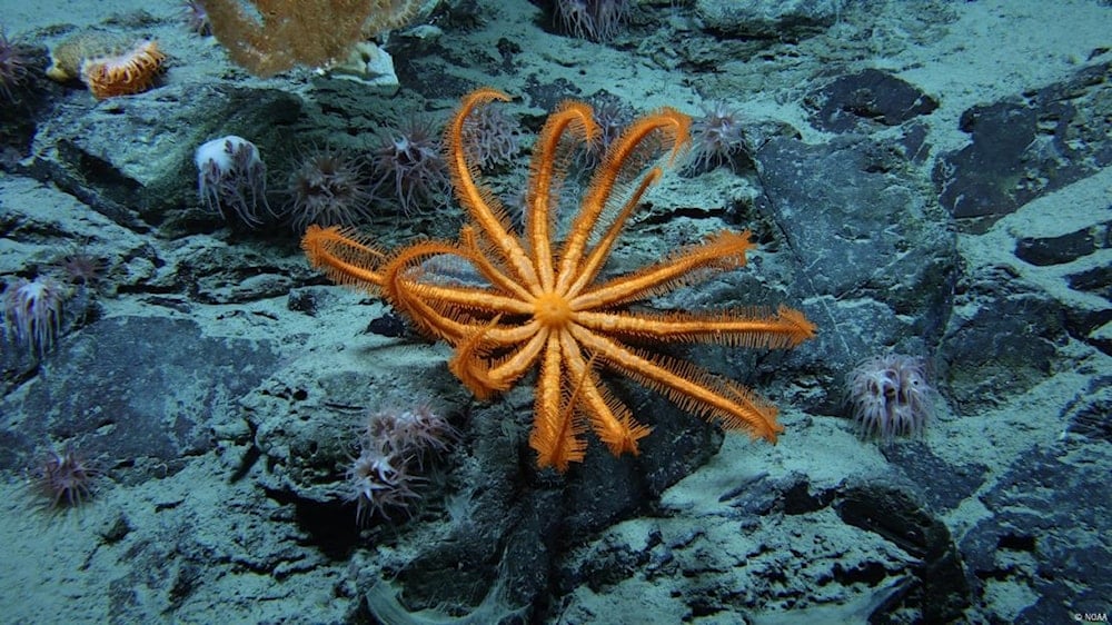 Los científicos calcularon que nos demoraríamos unos 100 mil años en visualizar todo el fondo marino. Foto: NOAA.