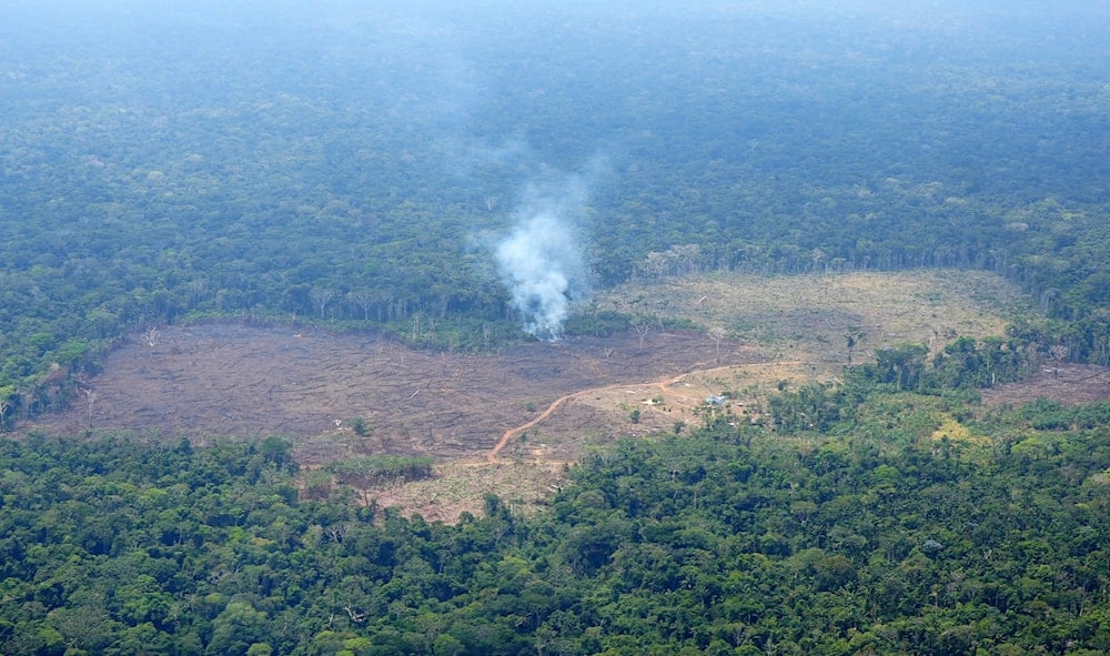 Colombia perdió más de 88 mil hectáreas de bosque en un semestre