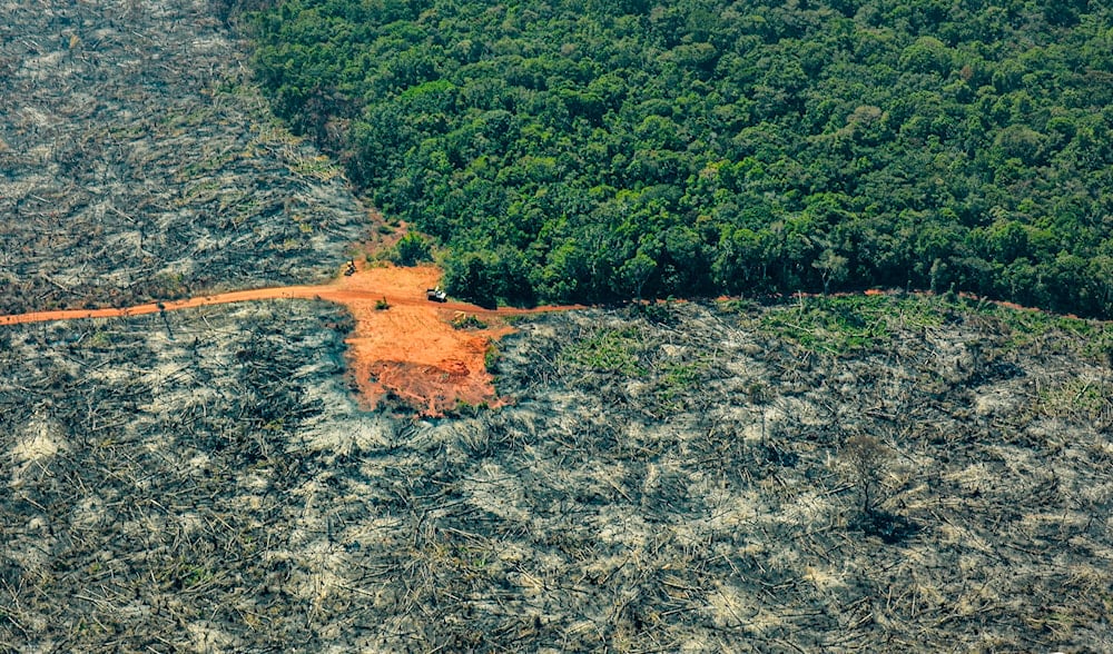 Colombia perdió más de 88 mil hectáreas de bosque en un semestre