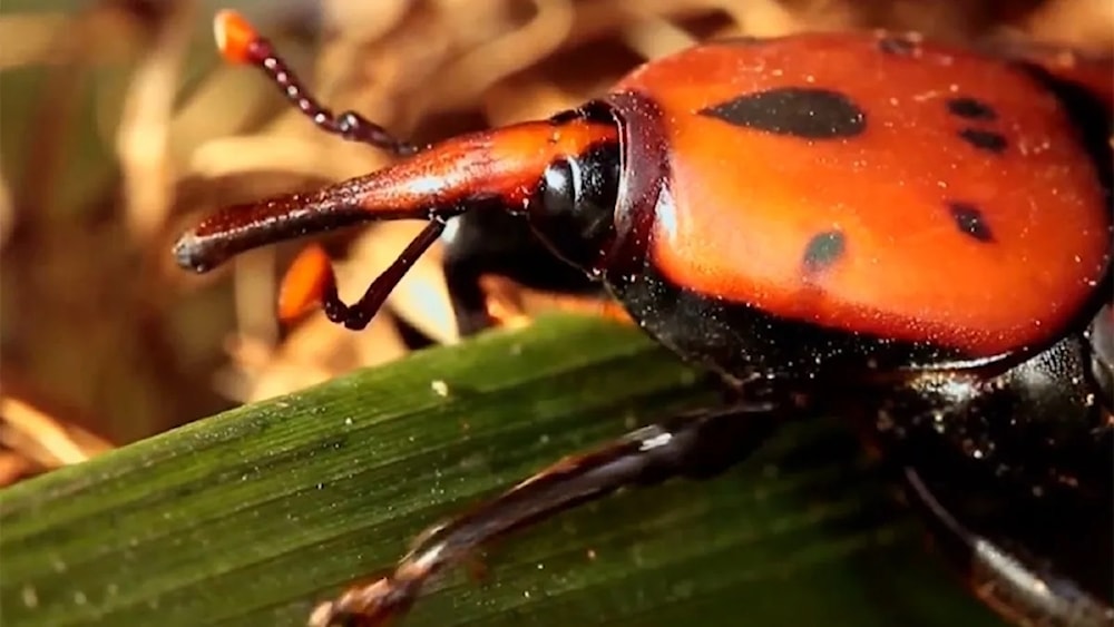 Plaga pone en peligro ecosistema de palmeras de Uruguay 