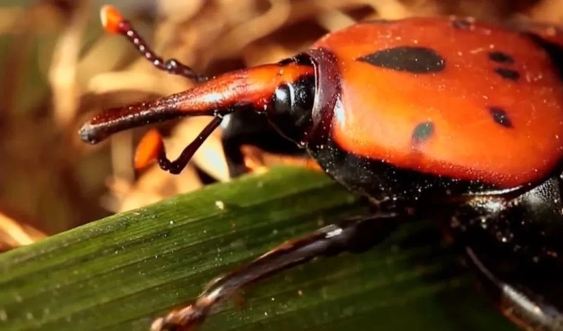 Plaga pone en peligro ecosistema de palmeras de Uruguay