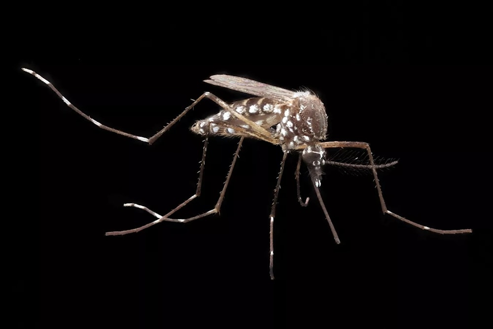 Brotes de fiebre amarilla acechan en las Américas: Foto: Creative commons.