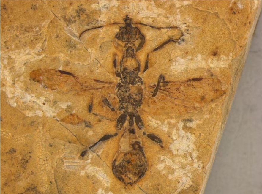 Descubren un depredador de 113 millones de años