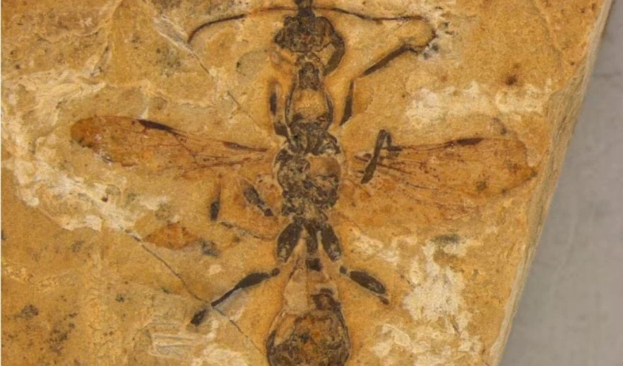 Descubren un depredador de 113 millones de años