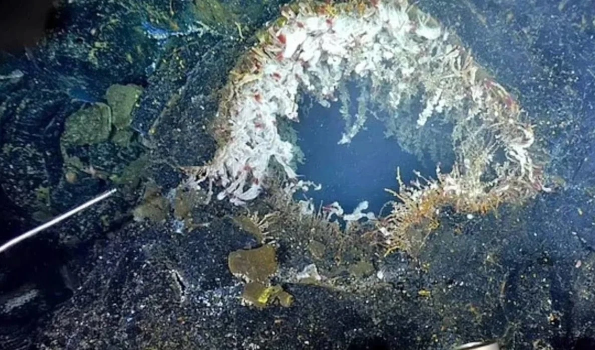 El volcán podría entrar en erupción "en cualquier momento", dicen los expertos (Schmidt Ocean Institute)