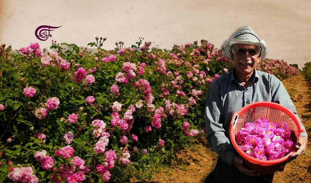 Rosas de Damasco: tradición milenaria de Siria