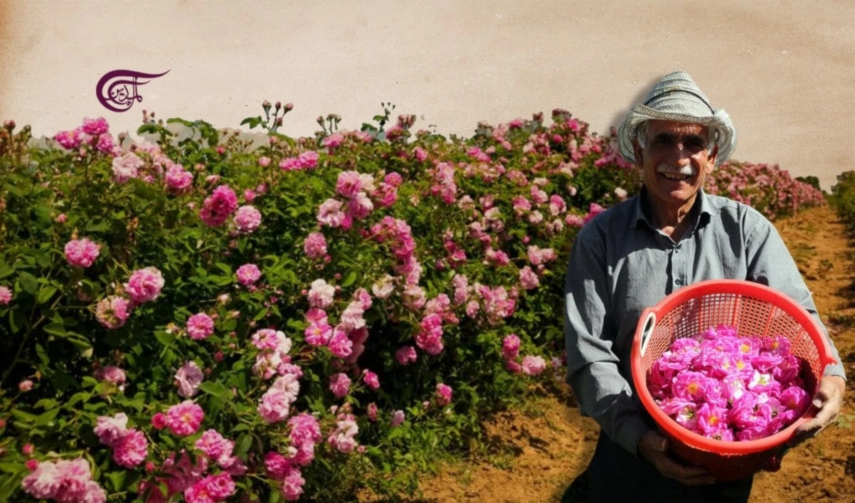 Rosas de Damasco: tradición milenaria de Siria