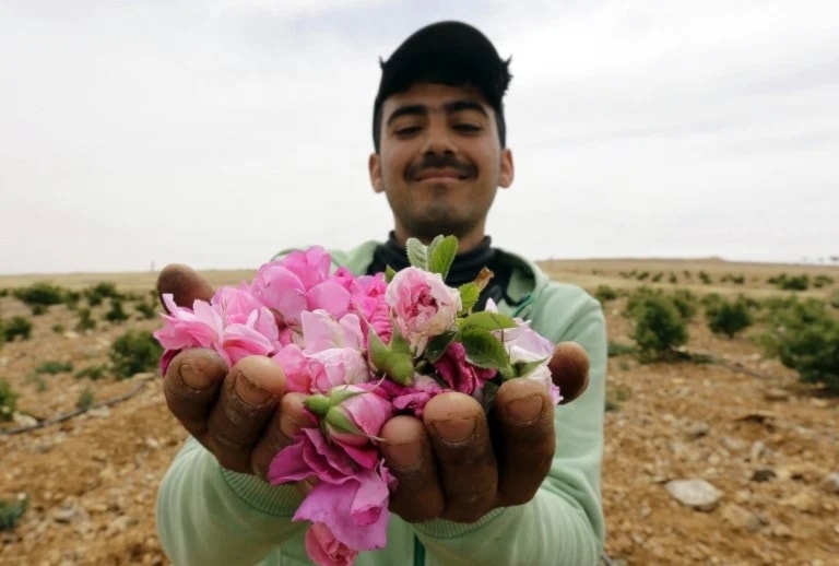 Rosas de Damasco- Foto: AFP. 