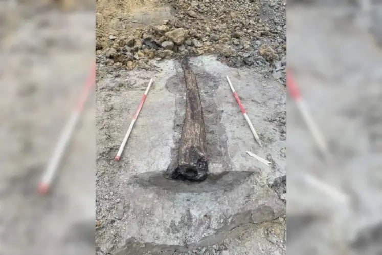 Descubren tubería de madera de Roma bajo una calle de Bélgica