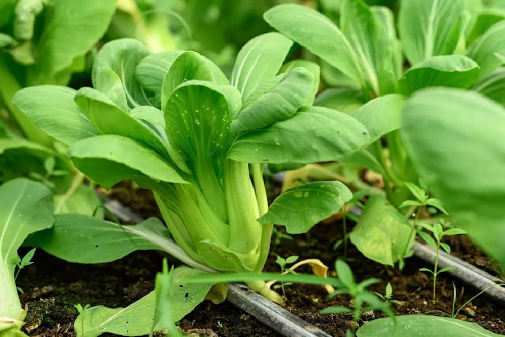 Los expertos desarrrollaron el experimento con especies vegetales de bok choy. Foto: Nungning20/Shutterstock.com