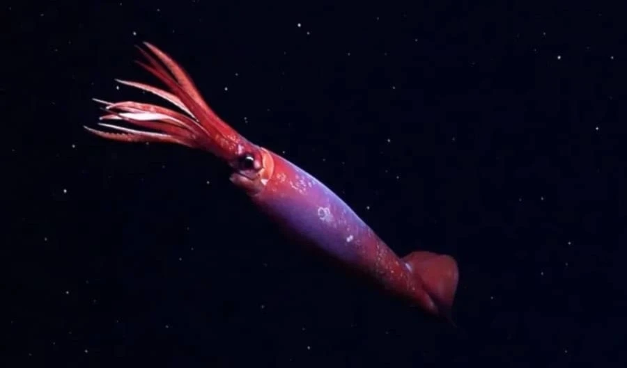 Dos satélites crean el primer eclipse solar artificial